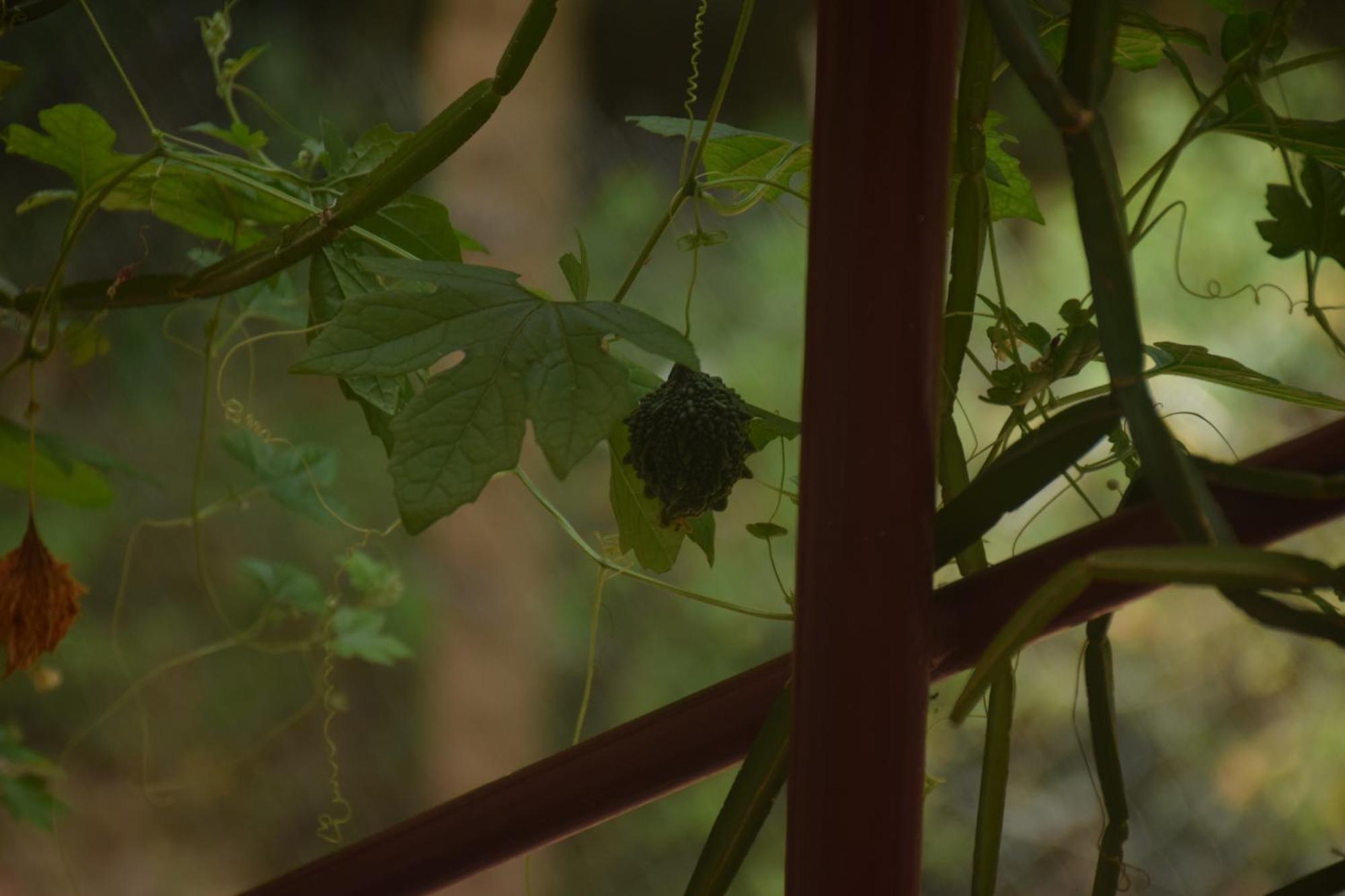 Travellers Crib Hotel Auroville Ngoại thất bức ảnh